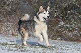 ALASKAN MALAMUTE 076